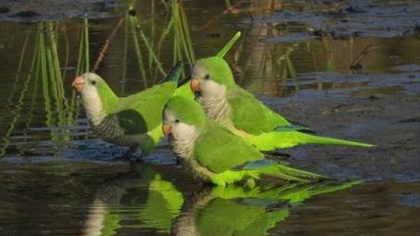 Sevilla.-Empresas de sanidad ambiental urgen actuar ante cotorras al afectar fau Sevilla.-Empresas de sanidad ambiental urgen actuar ante cotorras al afectar fau