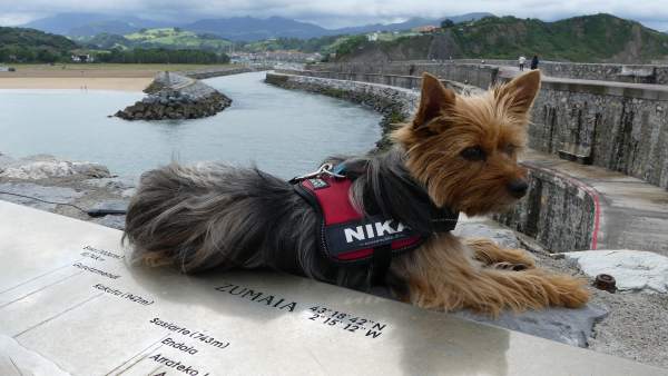 Cinco destinos ‘petfriendly’ para viajar por España en Semana Santa Cinco destinos ‘petfriendly’ para viajar por España en Semana Santa