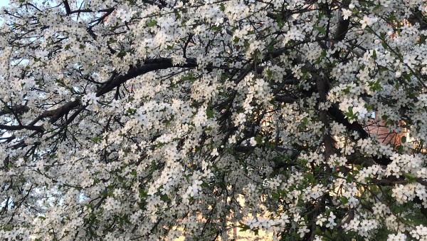 La primavera ha empezado con altas temperaturas y sin lluvias en la mayor parte del país. La primavera ha empezado con altas temperaturas y sin lluvias en la mayor parte del país.