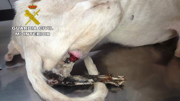 Castellón.- Sucesos.- Investigado un hombre que tenía 30 perros en una caseta y Castellón.- Sucesos.- Investigado un hombre que tenía 30 perros en una caseta y
