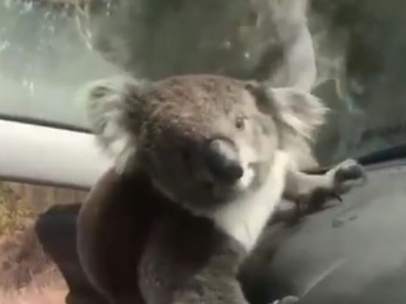 Koala