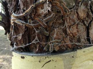 Oruga procesionaria