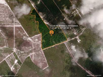 Zona salvada de la deforestación en Borneo