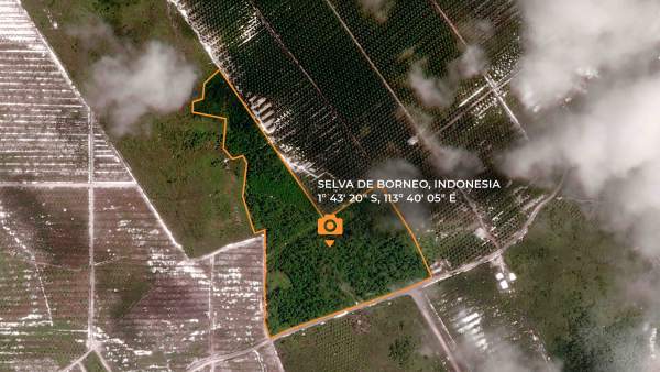 Zona salvada de la deforestación en Borneo Zona salvada de la deforestación en Borneo