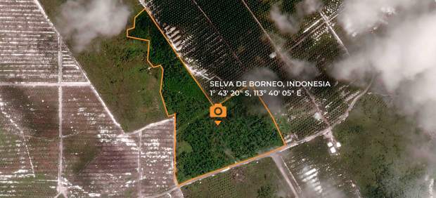 Zona salvada de la deforestación en Borneo