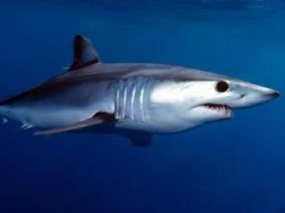 Tiburón mako o marrajo común.