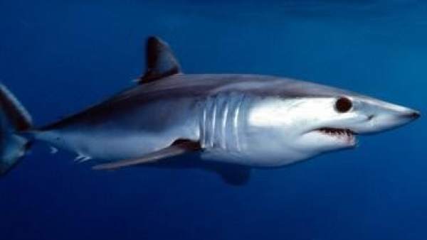 Tiburón mako o marrajo común. Tiburón mako o marrajo común.