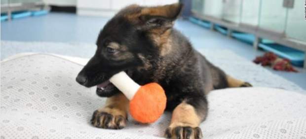 Kunxun, el primer perro policía clonado en China.