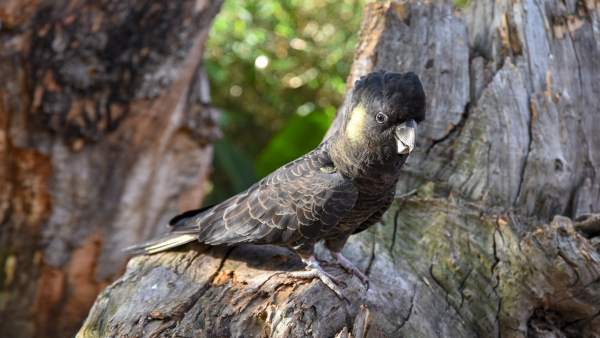 Loro Parque exhibe por primera vez todas las especies de cacatúas del mundo Loro Parque exhibe por primera vez todas las especies de cacatúas del mundo
