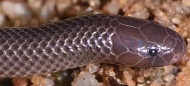 Nueva especie de serpiente que puede atacar con su veneno sin abrir la boca.