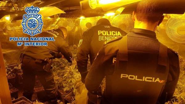 DETENIDO POR CULTIVAR MARIHUANA EN UN CHALÉ DE BENIDORM DETENIDO POR CULTIVAR MARIHUANA EN UN CHALÉ DE BENIDORM