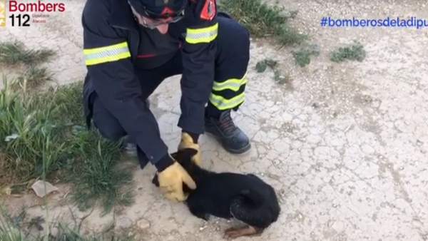 Alicante.- Sucesos.- Rescatan a un perro pequeño de un desagüe tras oírlo llorar Alicante.- Sucesos.- Rescatan a un perro pequeño de un desagüe tras oírlo llorar