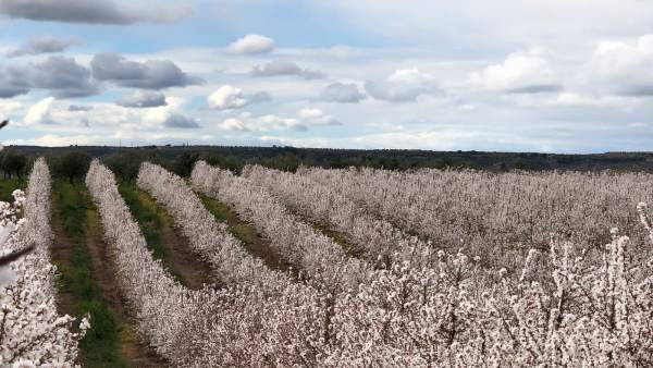 Zaragoza.- El sector dedicado a la producción y comercialización de la almendra Zaragoza.- El sector dedicado a la producción y comercialización de la almendra