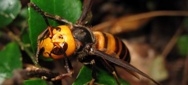 Avispa mandarina