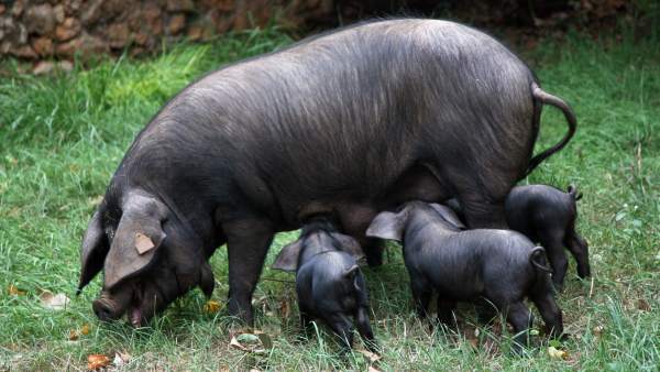 Cerdo negro