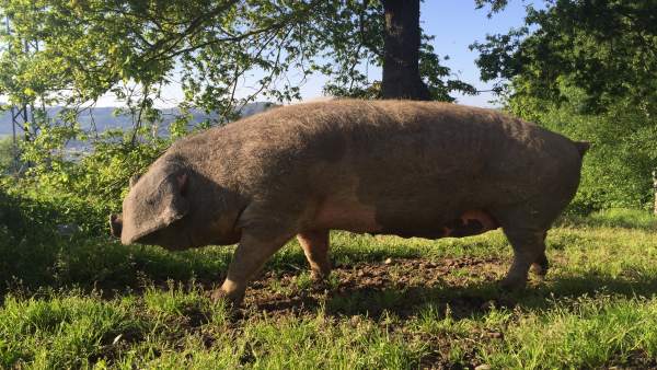 Ejemplar de gocho asturcelta que será subastado. Ejemplar de gocho asturcelta que será subastado.