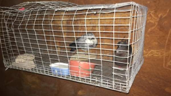 POLICÍA LOCAL RECUPERA 12 PALOMOS DE COMPETICIÓN EN EL CABANYAL PRESUNTAMENTE SU POLICÍA LOCAL RECUPERA 12 PALOMOS DE COMPETICIÓN EN EL CABANYAL PRESUNTAMENTE SU