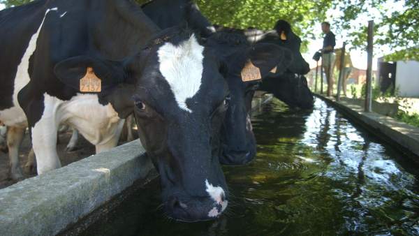 Vacas Vacas