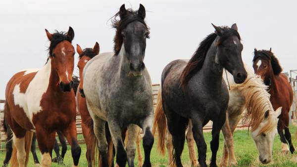 Caballos Caballos