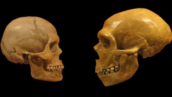 Neandertales Neandertales