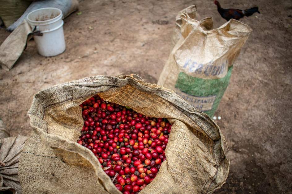 La historia detrás de una taza de café de especialidad un