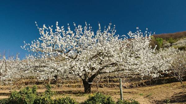 El acto institucional del Cerezo en Flor abre un fin de semana de actividades en El acto institucional del Cerezo en Flor abre un fin de semana de actividades en