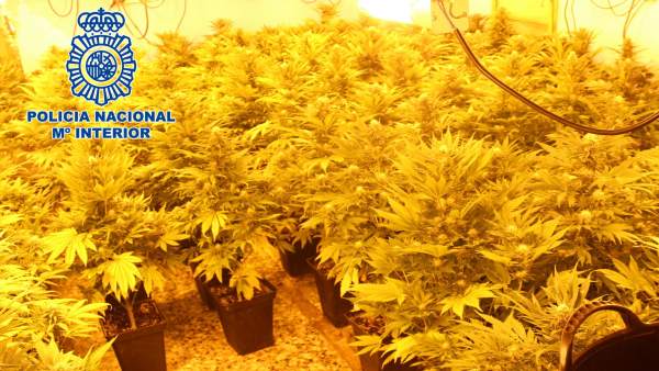 Almería.- Sucesos.- Detenido un matrimonio por tener 90 plantas de marihuana en Almería.- Sucesos.- Detenido un matrimonio por tener 90 plantas de marihuana en