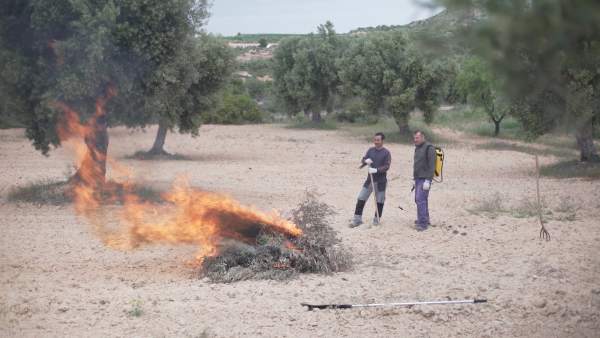 Concluye el plazo para la realización de quemas agrícolas Concluye el plazo para la realización de quemas agrícolas