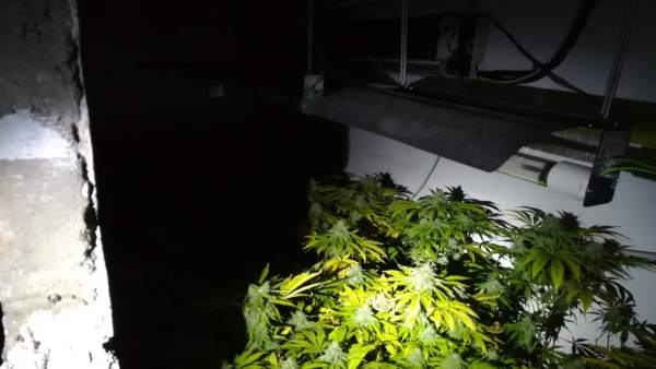 Almería.-Sucesos.-Intervenidas 80 plantas de marihuana en el garaje incendiado e Almería.-Sucesos.-Intervenidas 80 plantas de marihuana en el garaje incendiado e