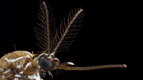 Mosquito hembra Mosquito hembra