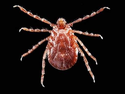 Garrapata asiática