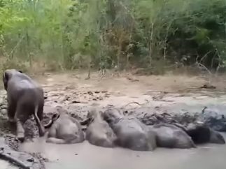 Crías en un pozo de barro