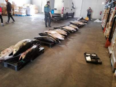 Cádiz.-Sucesos.- Guardia Civil entrega 1.128 kilos de atún rojo al Banco de Alim