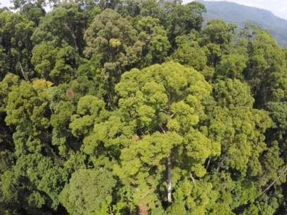 Árbol tropical más alto del mundo