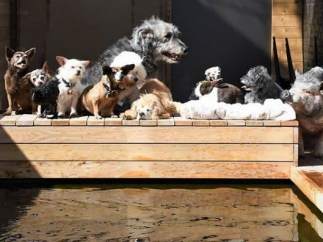 Un hombre adopta perros mayores