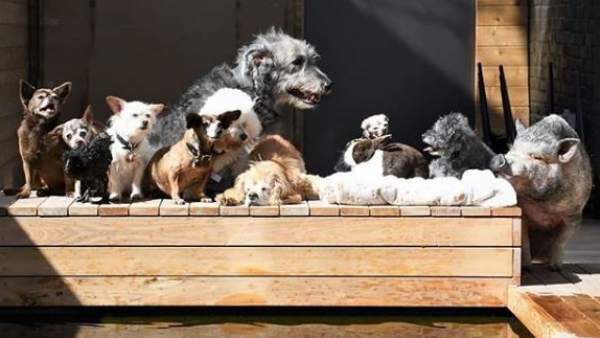 Un hombre adopta perros mayores Un hombre adopta perros mayores