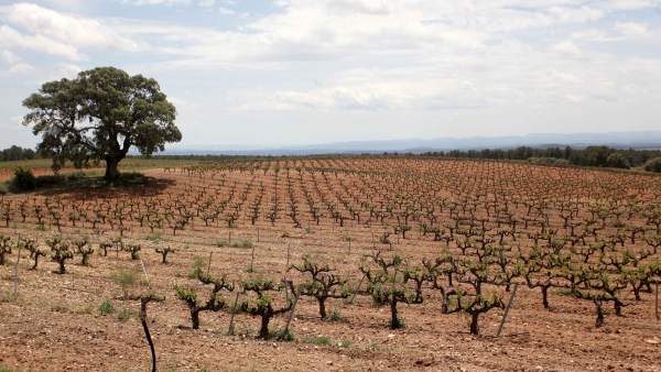 Viñedos en la Comunitat Valenciana, campo, viña, vid, vino, terreno Viñedos en la Comunitat Valenciana, campo, viña, vid, vino, terreno