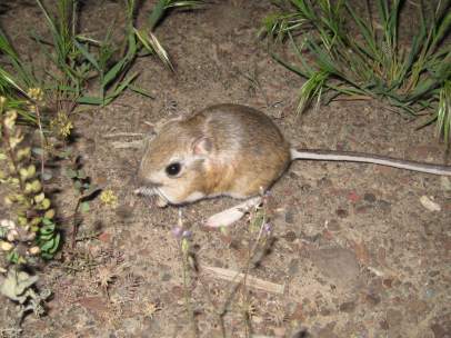 Rata canguro