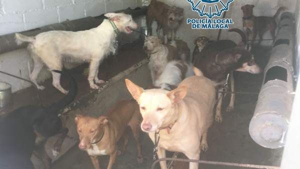 Málaga.- Sucesos.- Denunciada una residencia canina en Málaga y a varios propiet Málaga.- Sucesos.- Denunciada una residencia canina en Málaga y a varios propiet