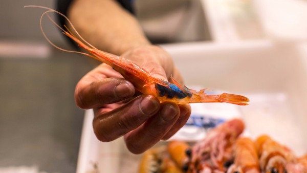 Gamba de Almeria con huevas azules Gamba de Almeria con huevas azules