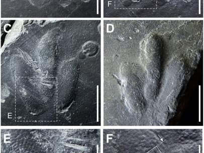 Huellas de dinosaurios