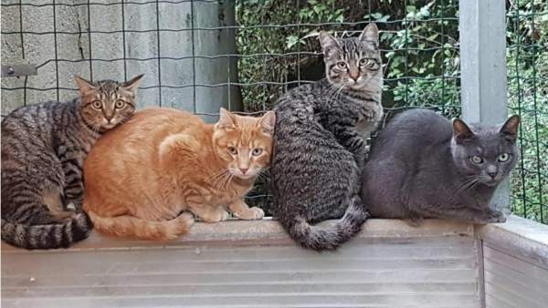 Gatos colonia Gatos colonia