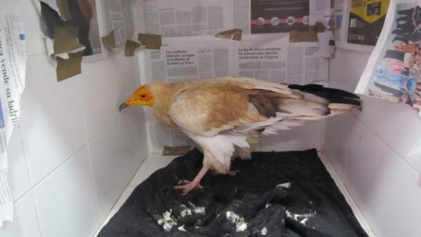 Sucesos.- Investigan el origen del envenenamiento de 14 aves en el entorno de Soria Sucesos.- Investigan el origen del envenenamiento de 14 aves en el entorno de Soria