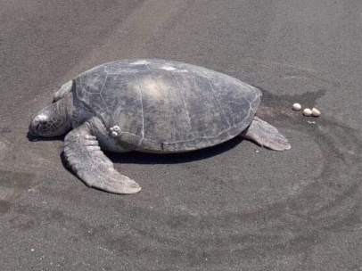 Tortuga verde