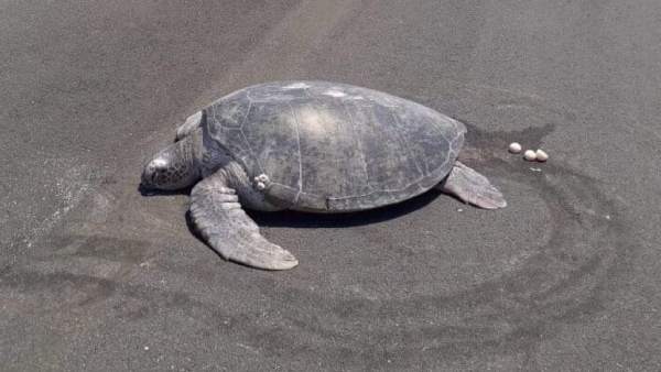 Tortuga verde Tortuga verde