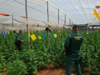 Almería.- Sucesos.- Localizada una plantación con 4.000 plantas de marihuana en cuatro invernaderos de El Ejido
