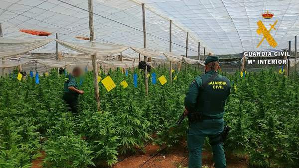 Almería.- Sucesos.- Localizada una plantación con 4.000 plantas de marihuana en cuatro invernaderos de El Ejido Almería.- Sucesos.- Localizada una plantación con 4.000 plantas de marihuana en cuatro invernaderos de El Ejido