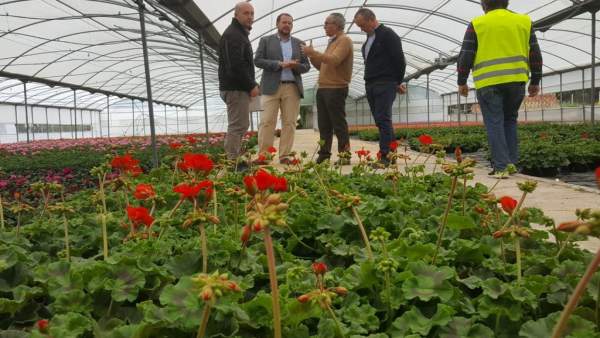 El vivero municipal del Mayayo trabaja en el cultivo de 50.000 geranios que van a decorar los Jardines de Primavera El vivero municipal del Mayayo trabaja en el cultivo de 50.000 geranios que van a decorar los Jardines de Primavera