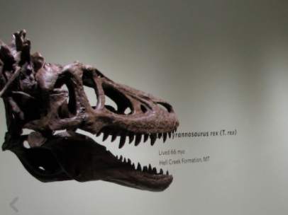 Tiranosaurio rex a la venta