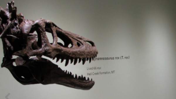 Tiranosaurio rex a la venta Tiranosaurio rex a la venta